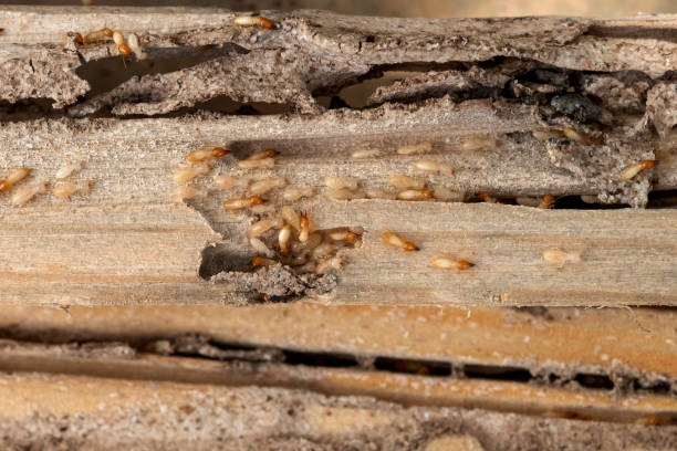 Robert Lee, TX Pest Control Company